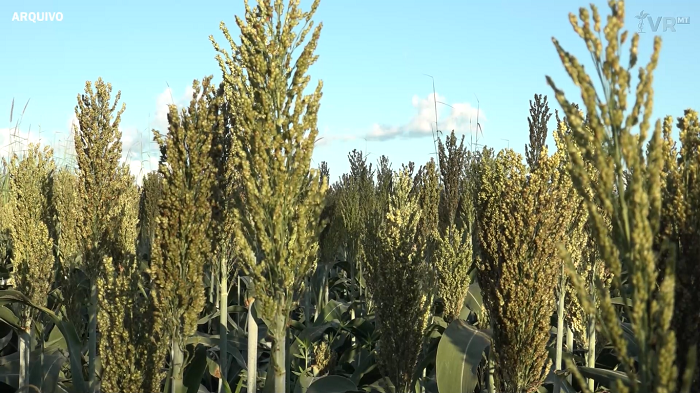 Sorgo tem potencial para ser muito mais que um plano 